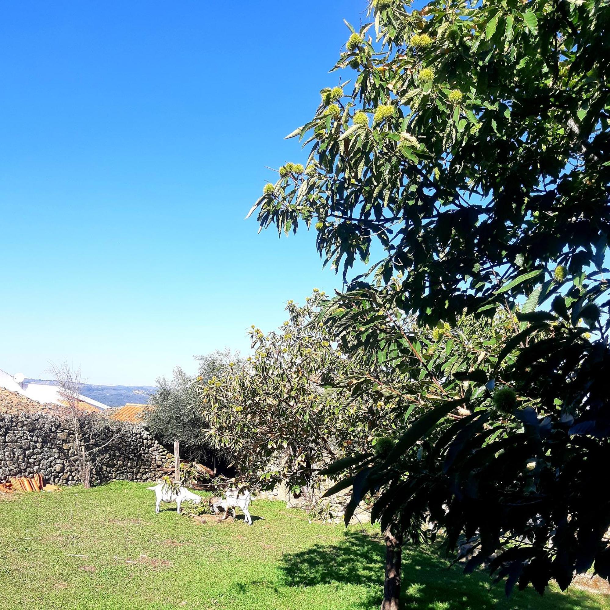 Sernancelhe Solar Dos Carvalhos B&B 객실 사진